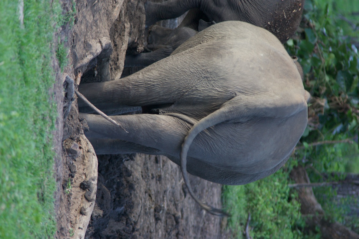 Elephant_Asian__J1U1156.jpeg