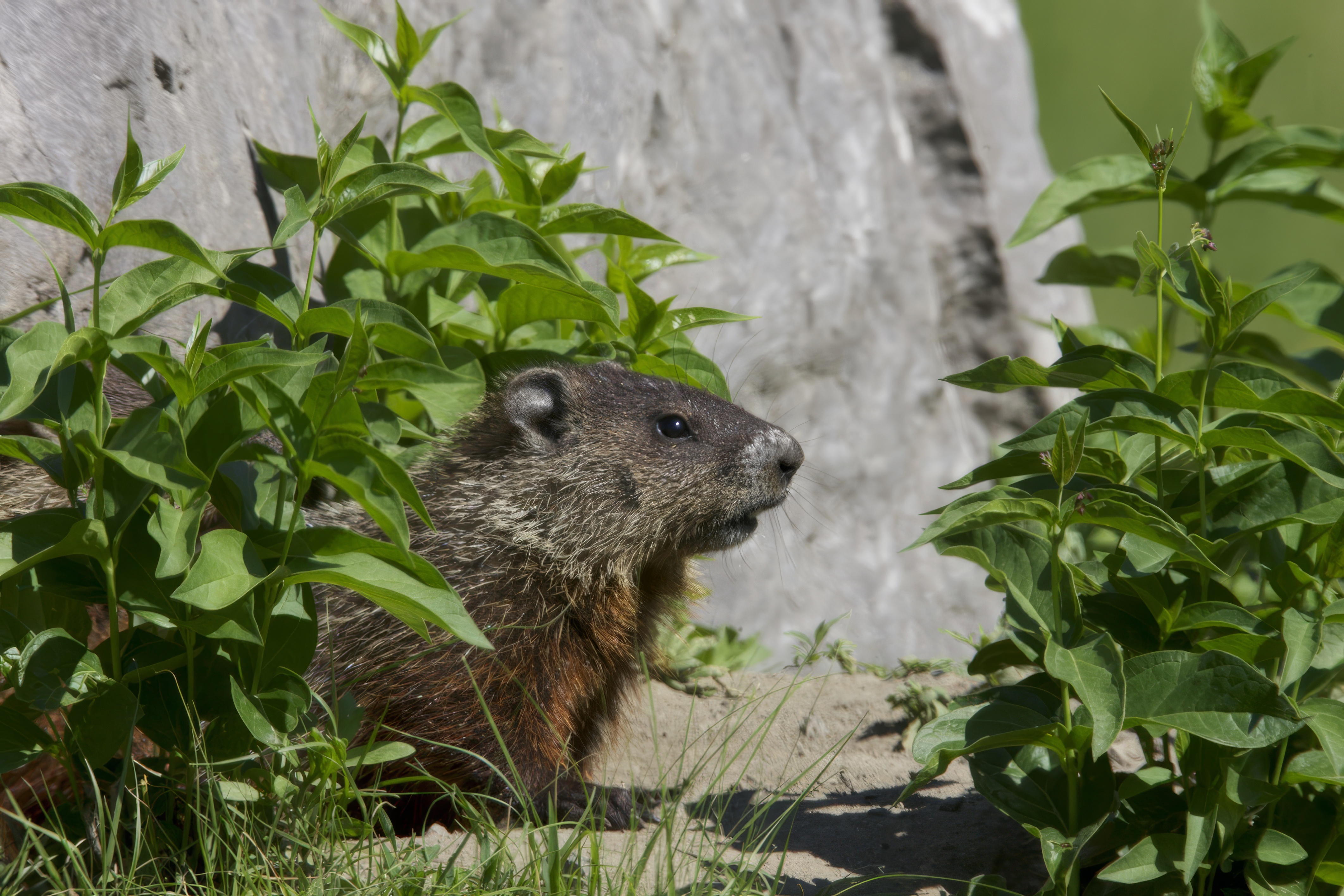 Ground_Hogs_HJ1U7707.jpeg