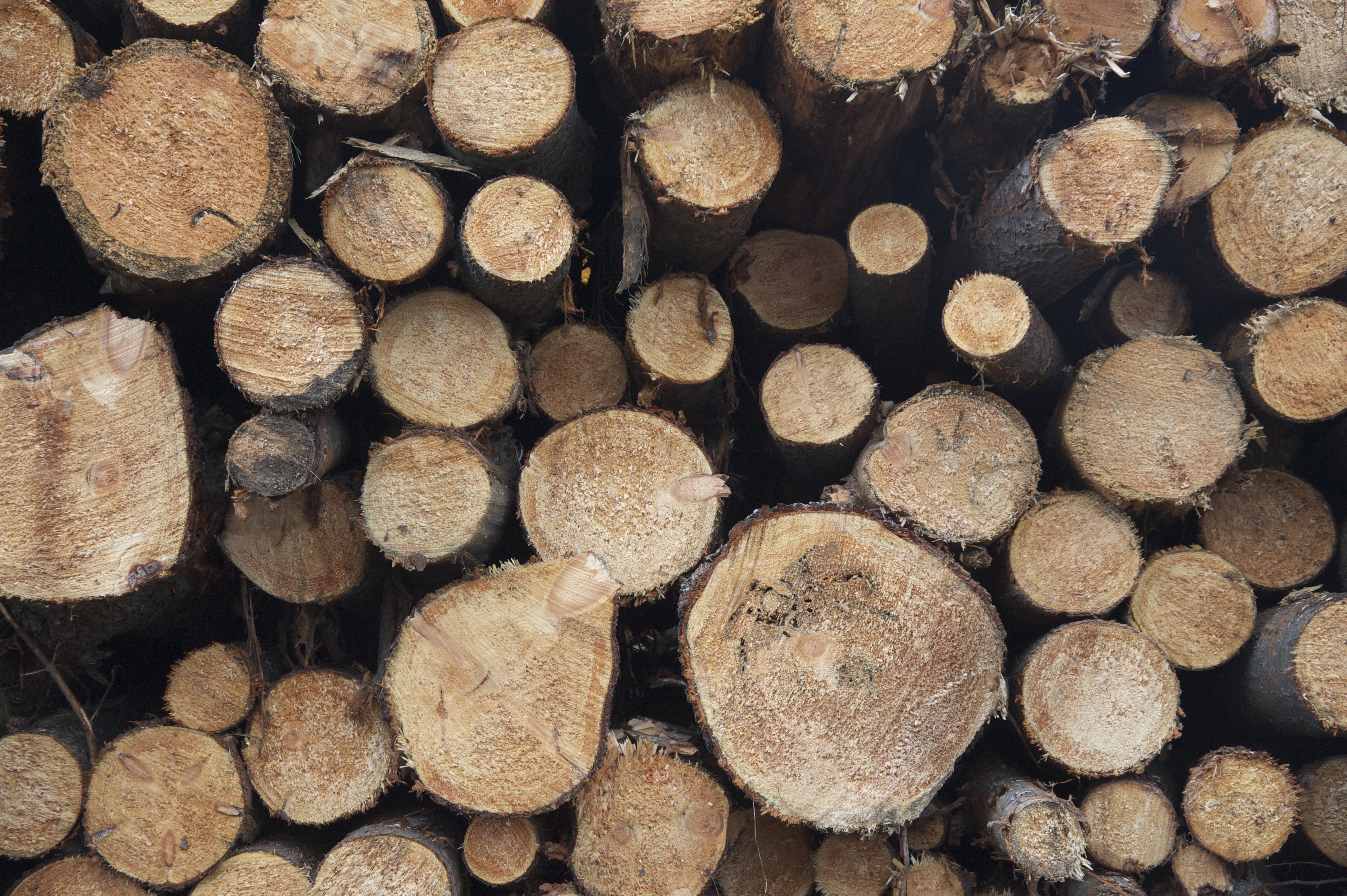 Logging_011541__DSC0145.jpeg