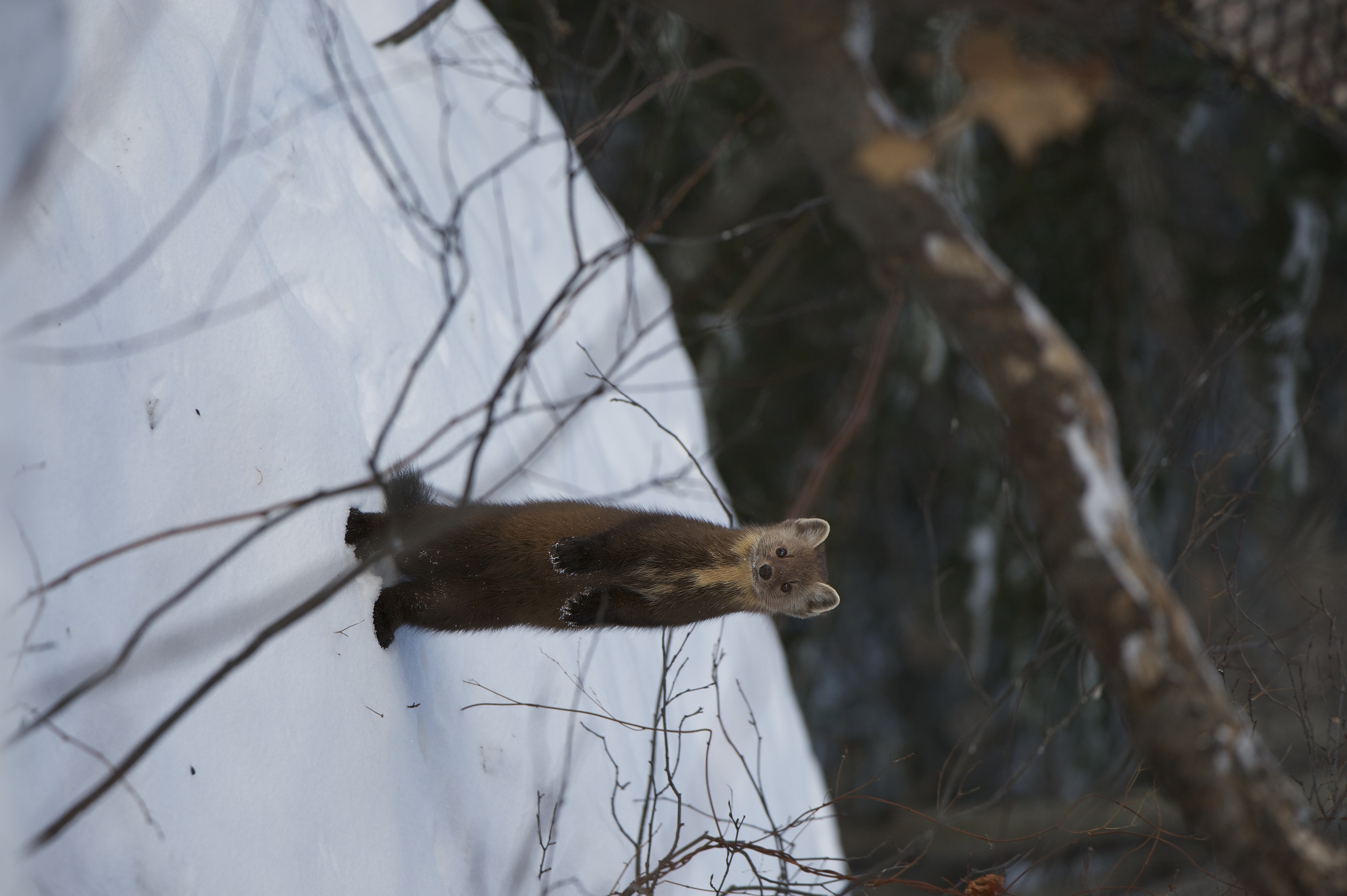 Marten_Pine_005865__DSC4871.jpeg