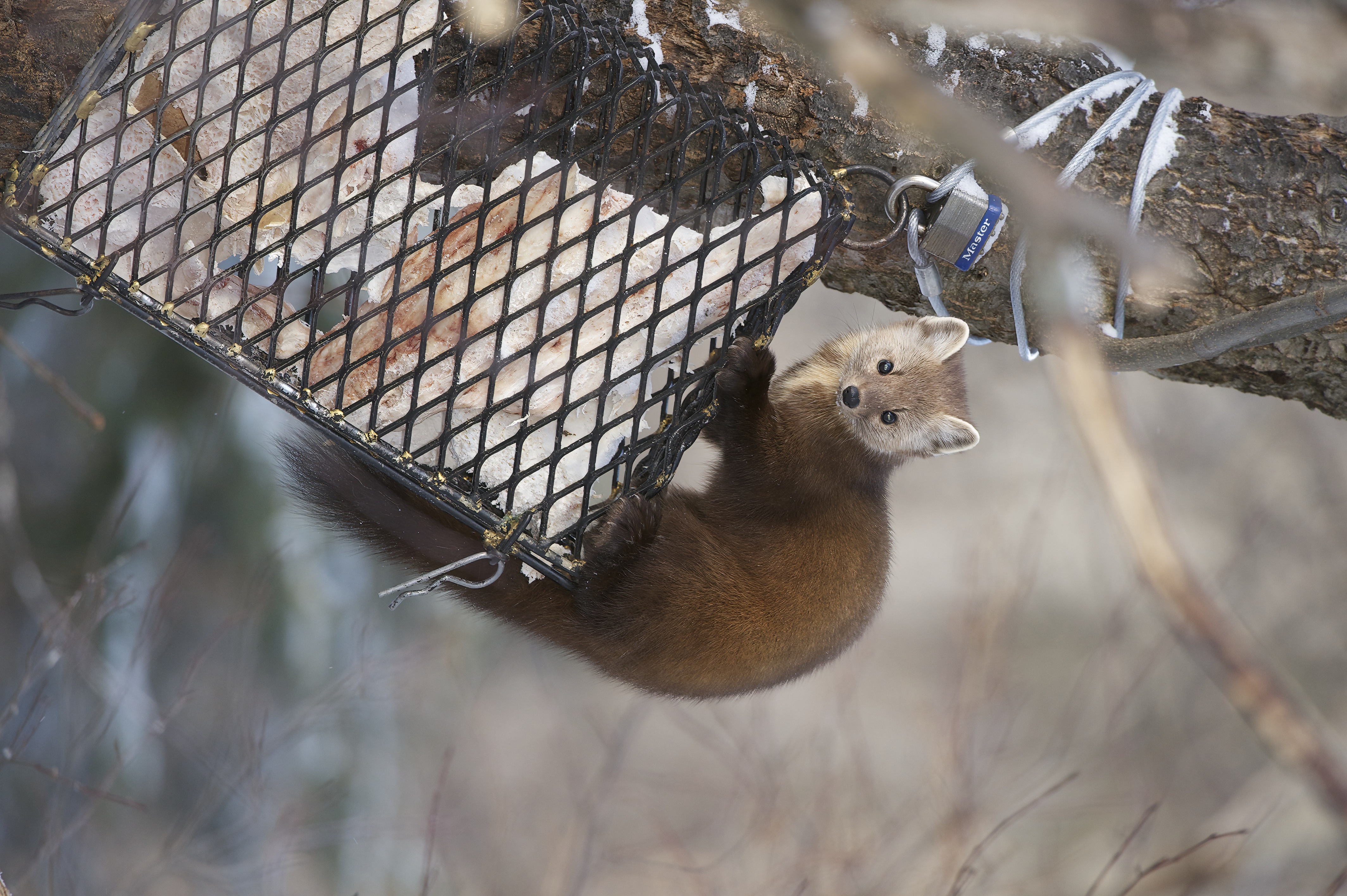 Marten_Pine_005876__DSC4882.jpeg