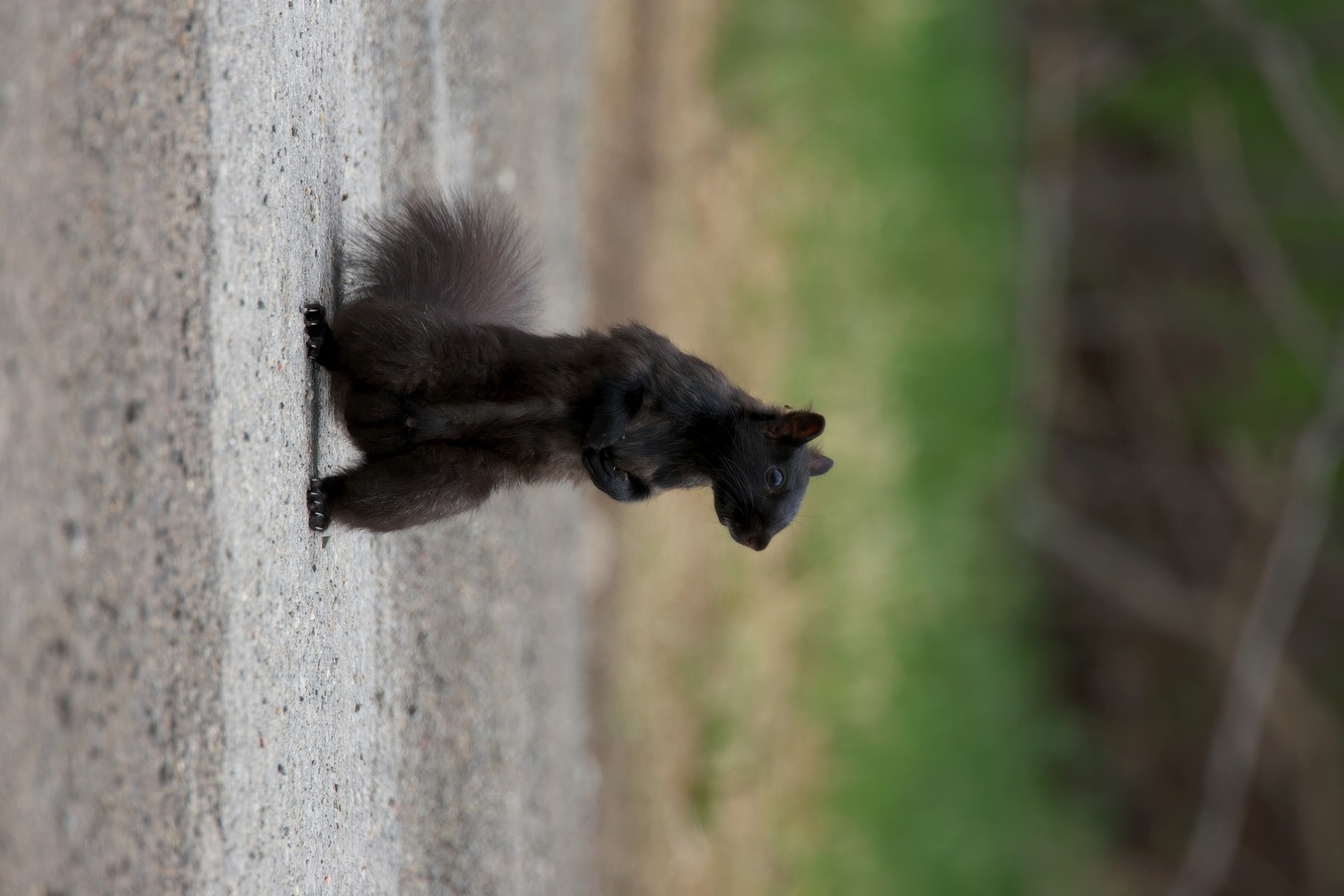 Squirrel_Black_HJ1U0051.jpeg