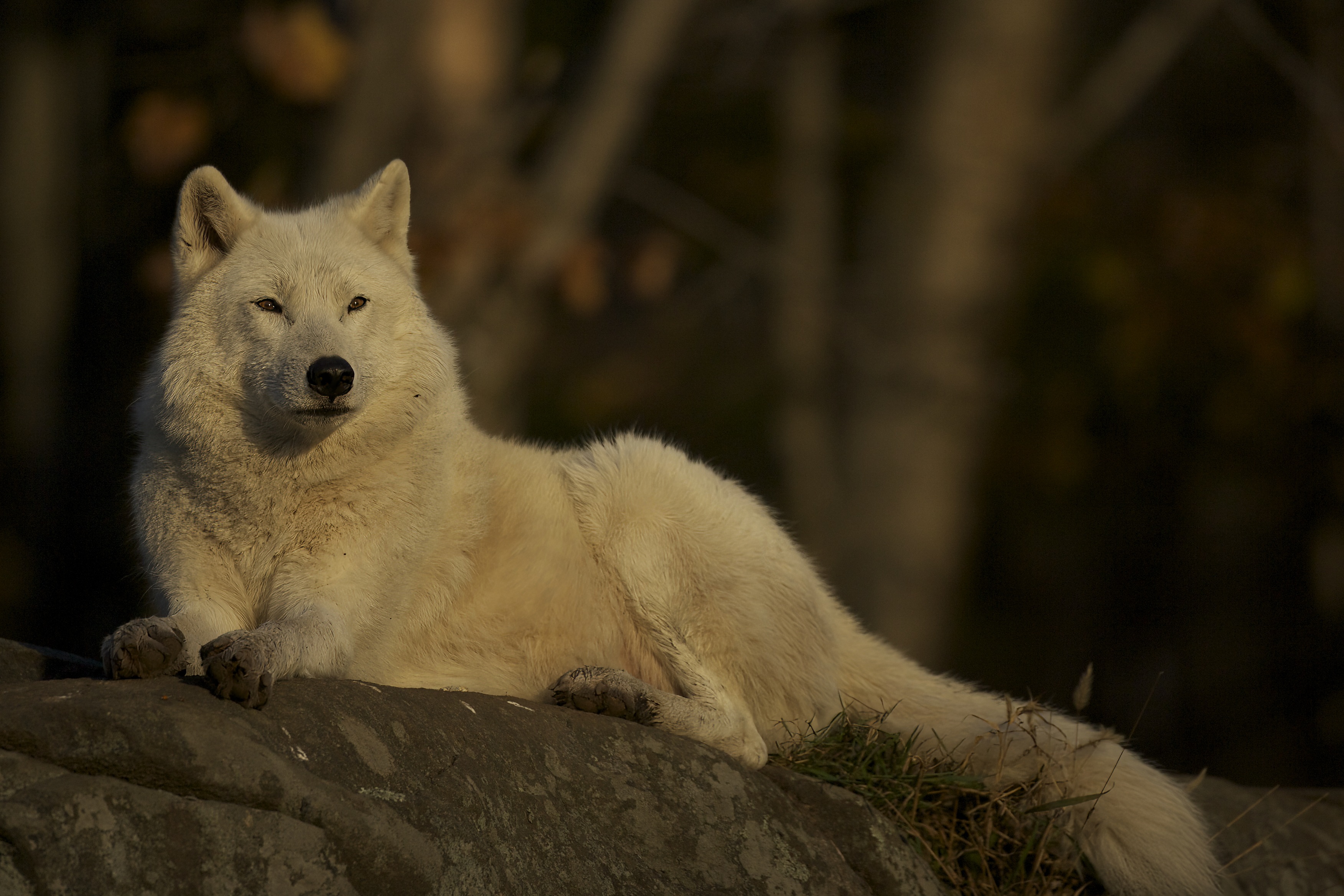 Wolf_Arctic_2005_10_30_1726.jpeg