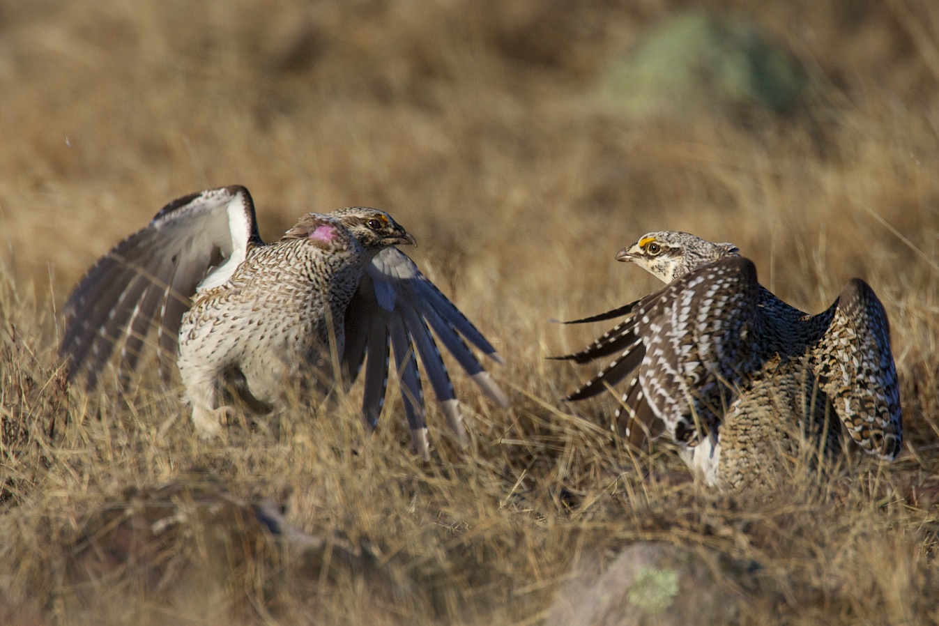 Grouse_Sharp_Tailed_Manitoulin_HJ1U1165.jpg