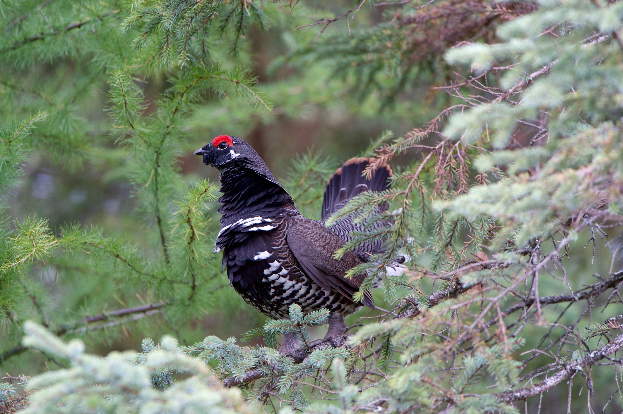 Grouse_Spruce_Male_002728__DSC1113.jpg