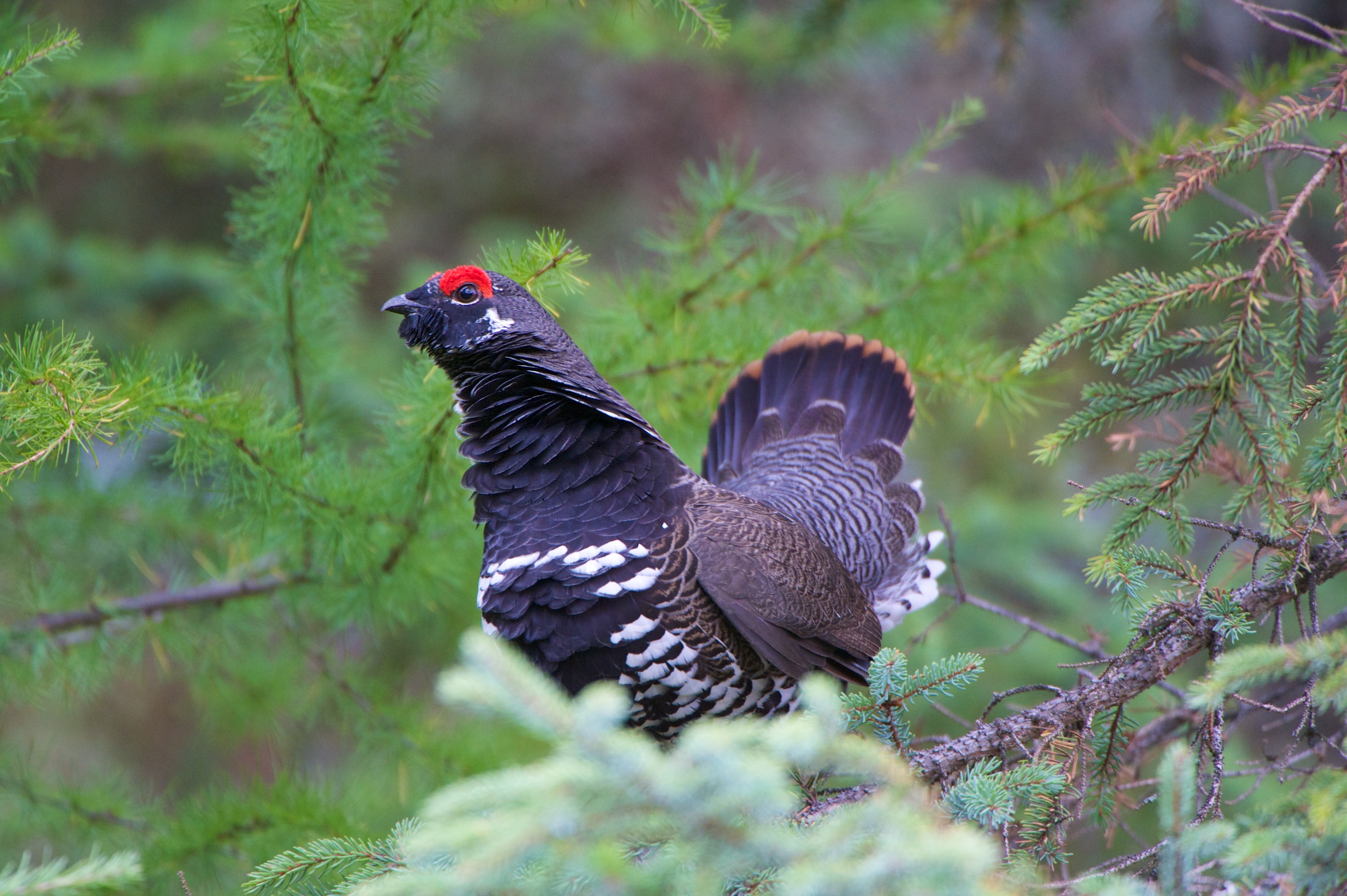 Grouse_Spruce_Male_002780__DSC1165.jpg