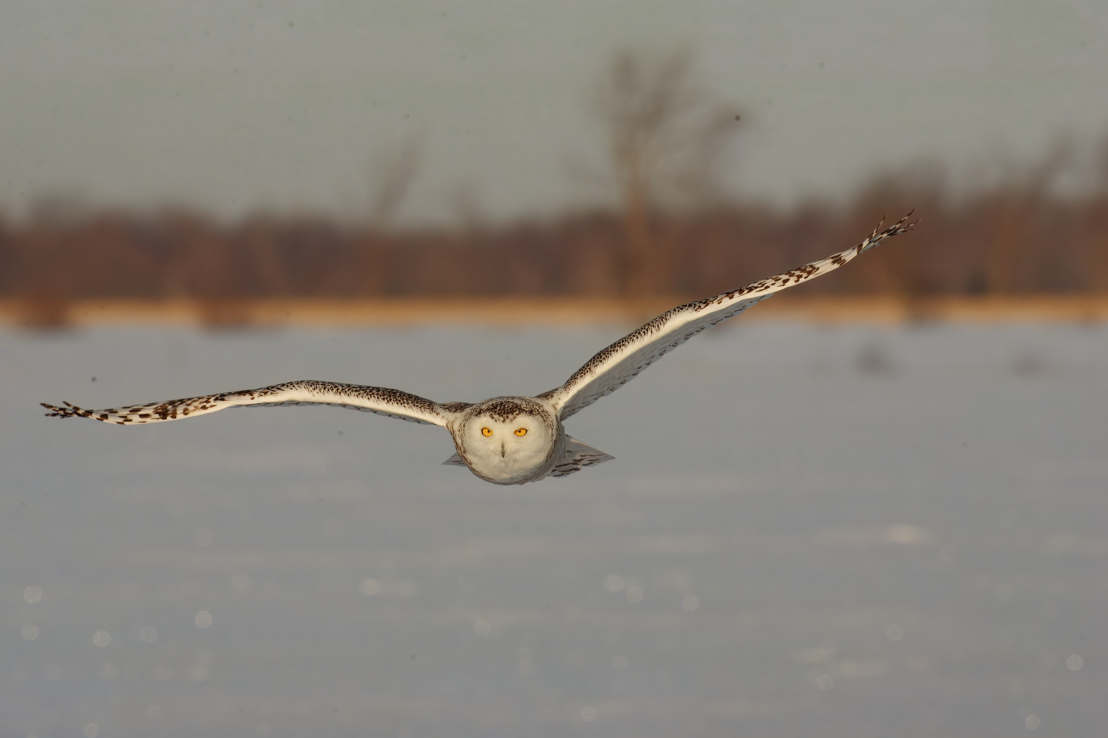 Owl_Snowy_2008_03_01__J1U6867.jpeg