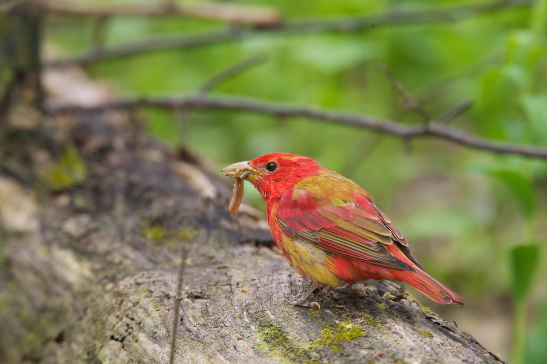 Tanager_Summer_2005_05_14_9953.jpg