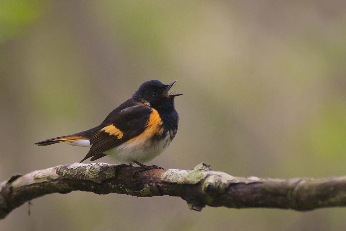Warbler_American_Redstart__J1U8848.jpg