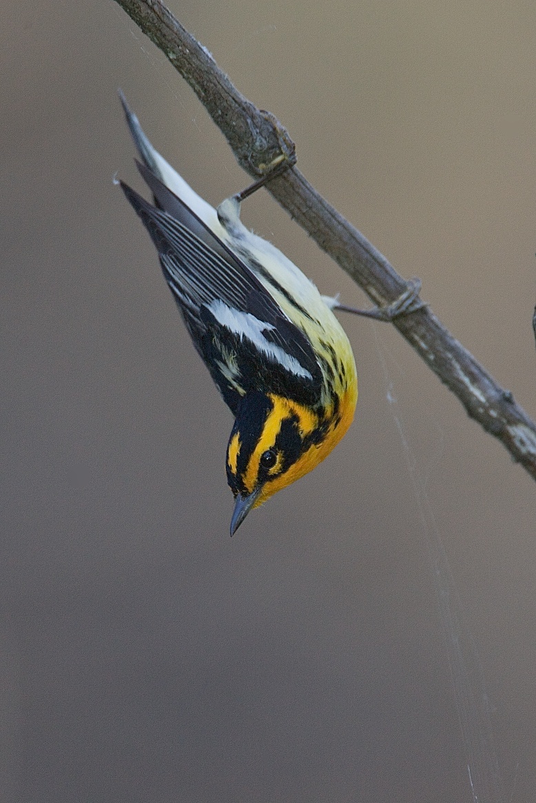 Warbler_Blackburnian__J1U7822.jpg