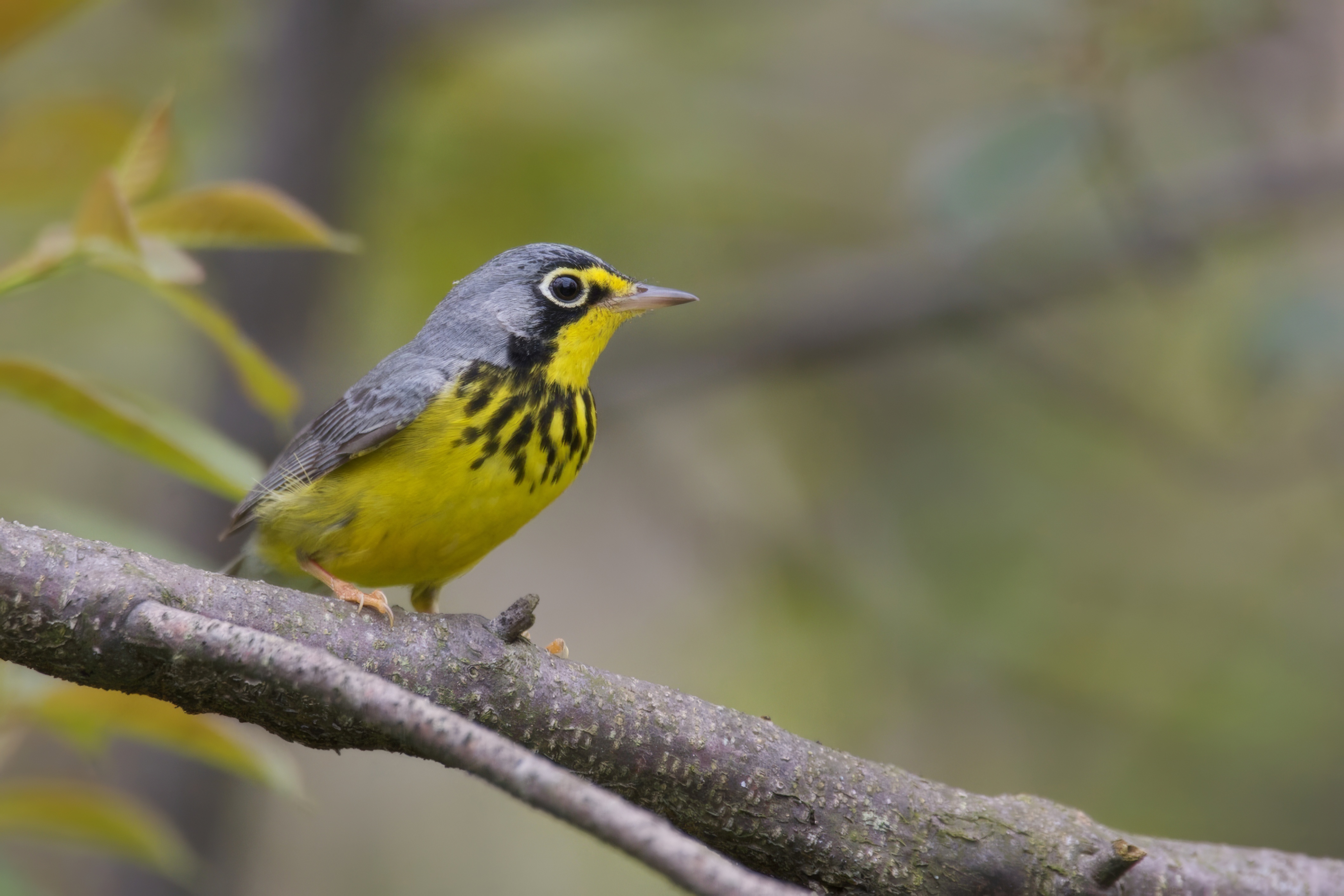 Warbler_Canada_Pelee1035_J1U3094.jpeg