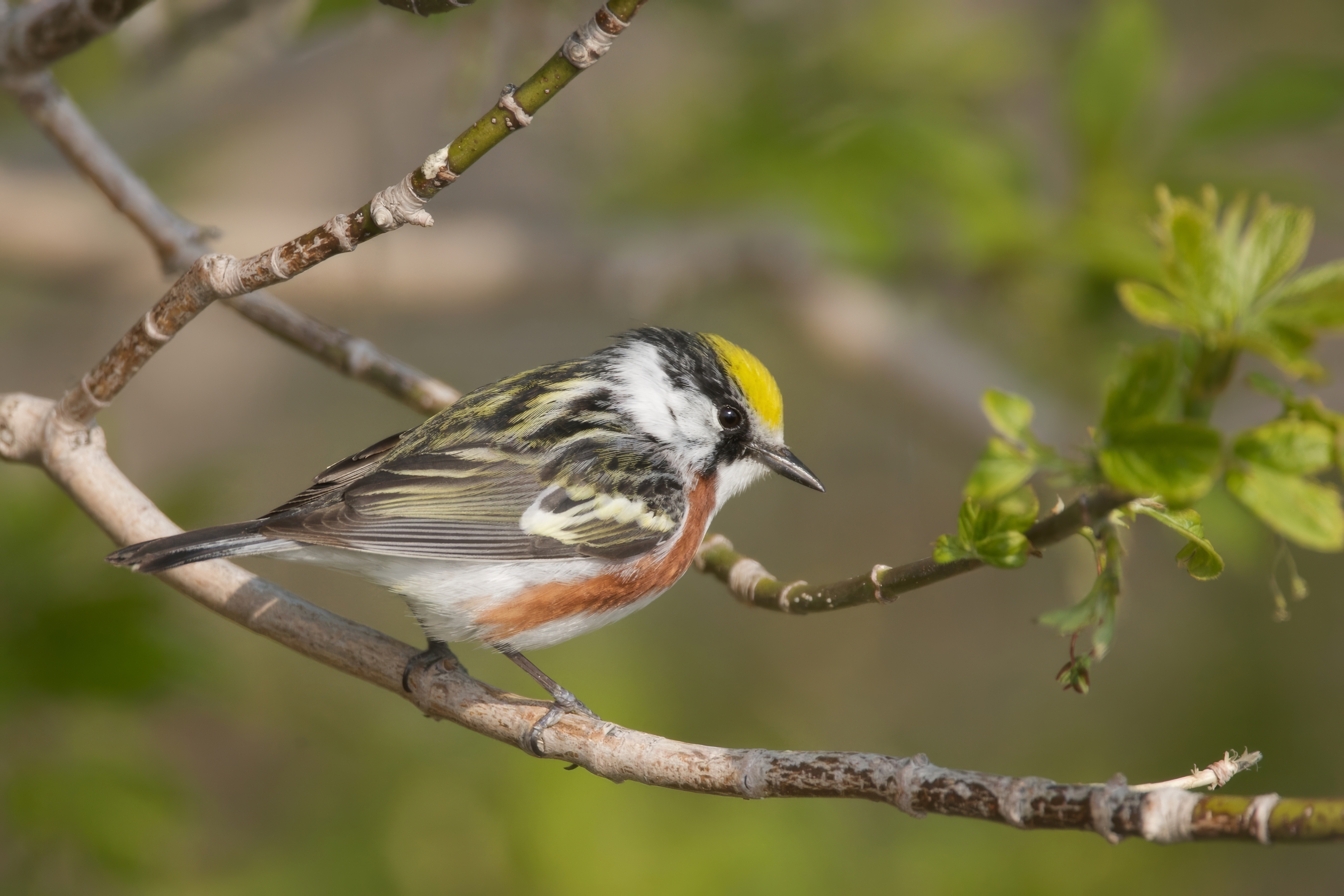 Warbler_Chestnut_Sided__J1U0789.jpeg