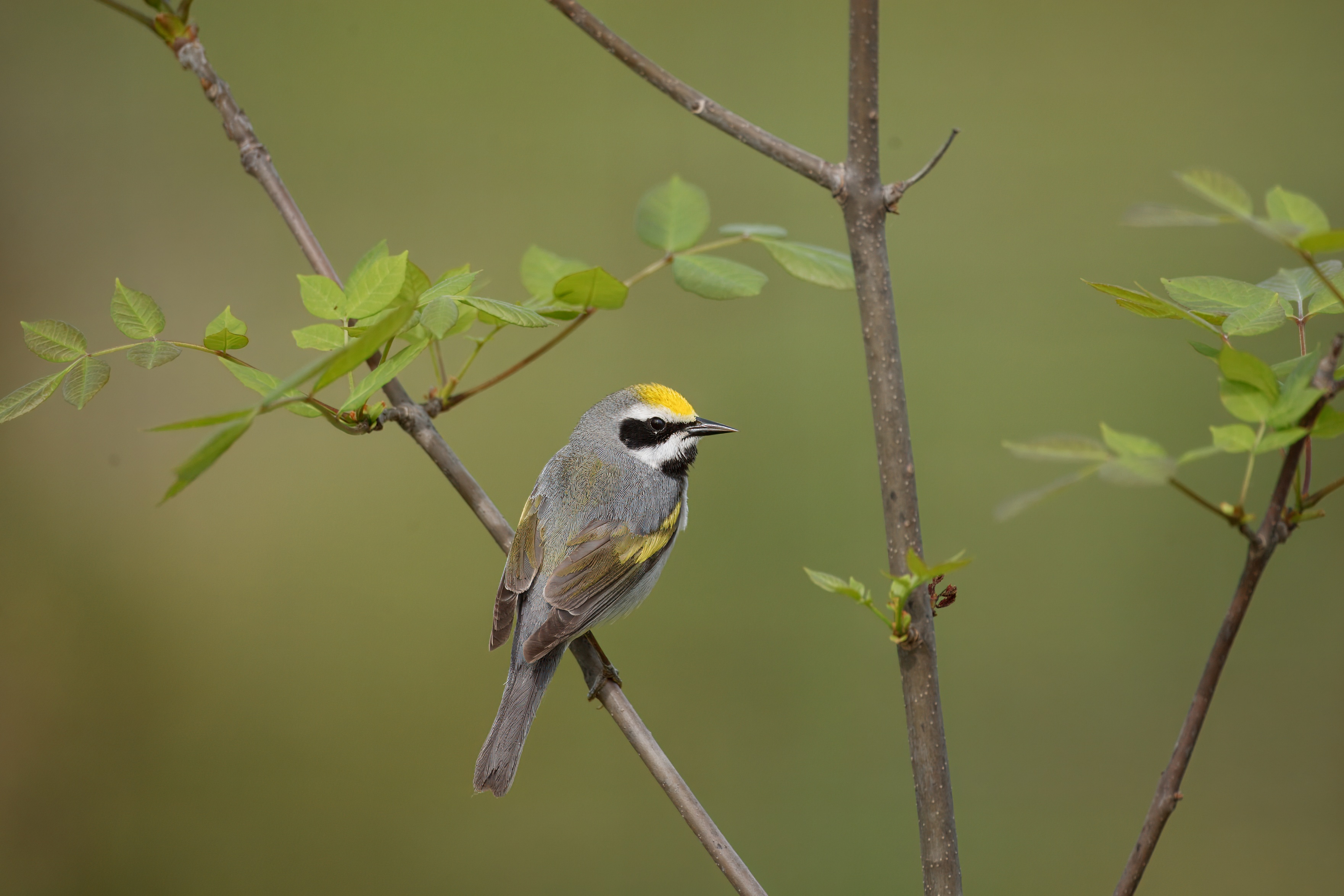 Warbler_Golden_Winged_070526_5445.jpeg