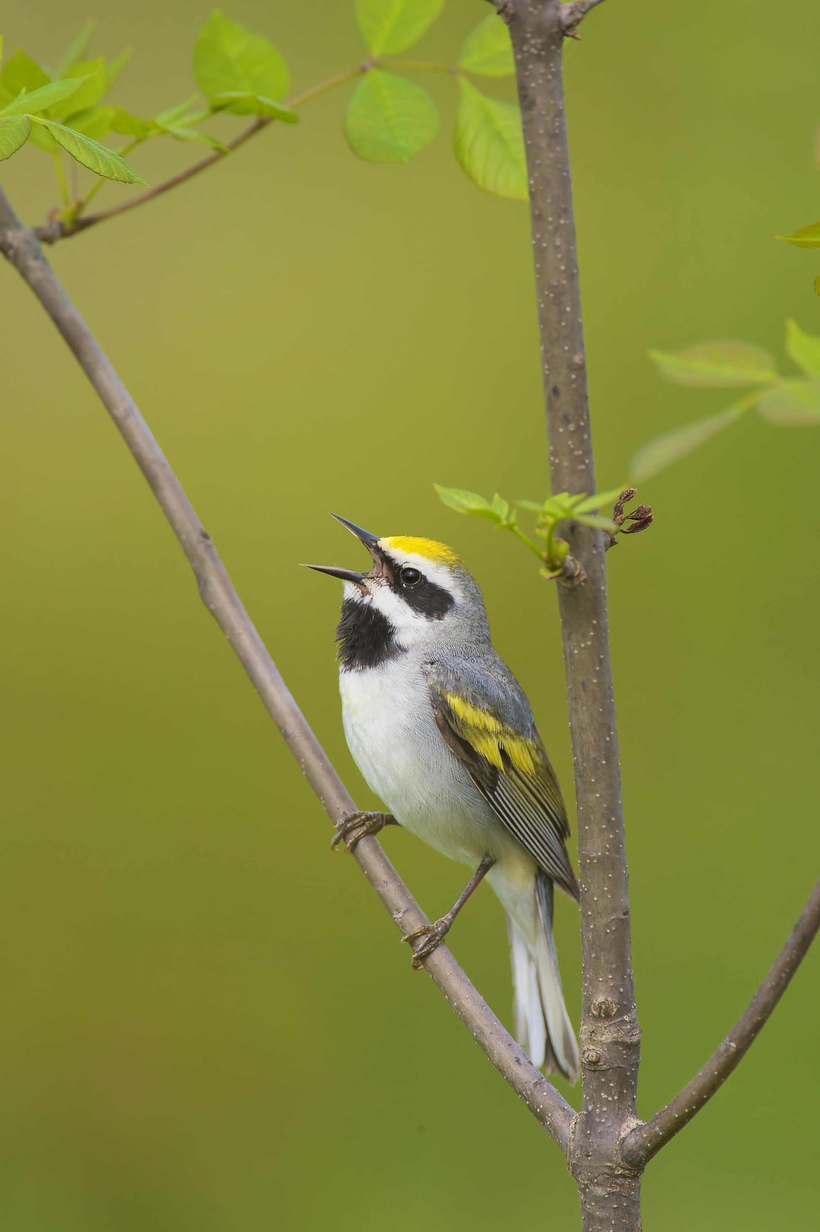 Warbler_Golden_Winged_070526_5517.jpeg