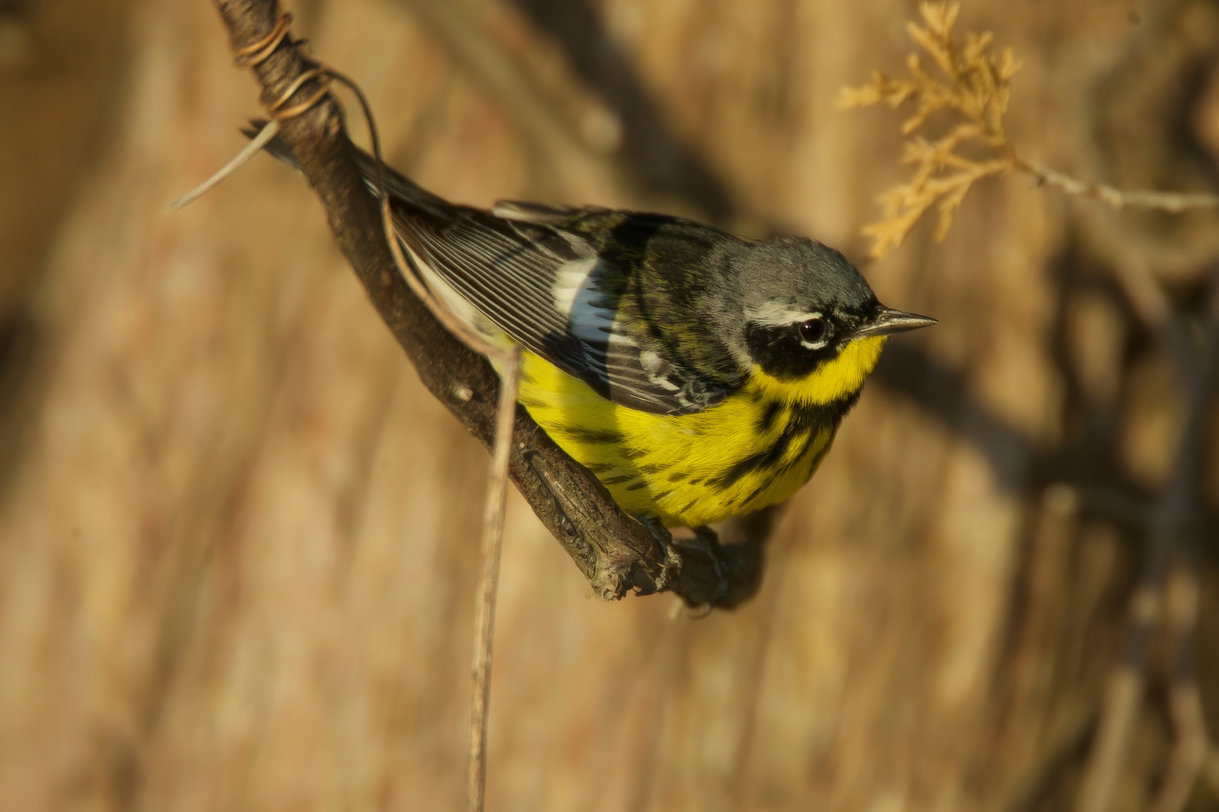 Warbler_Magnolia_2005_05_12_8891.jpeg