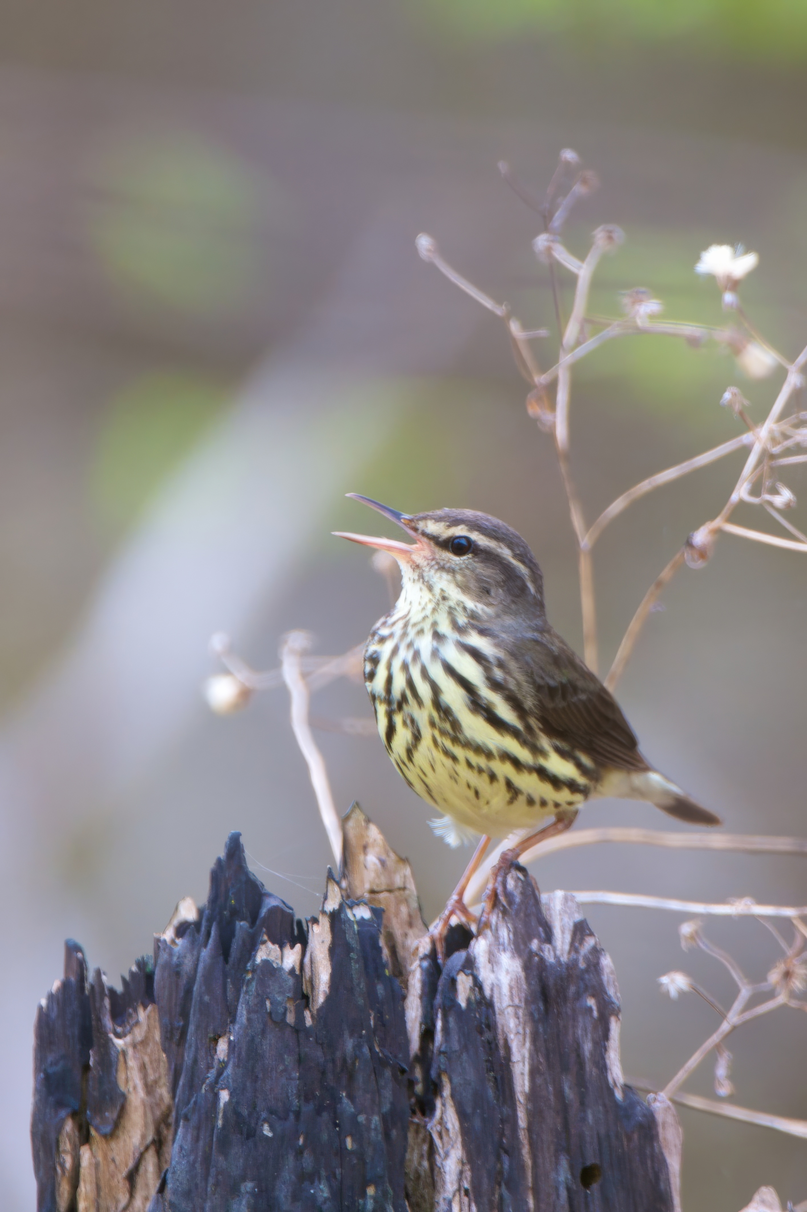 Warbler_Northern_Waterthrush_015958_DSC_4548.jpeg