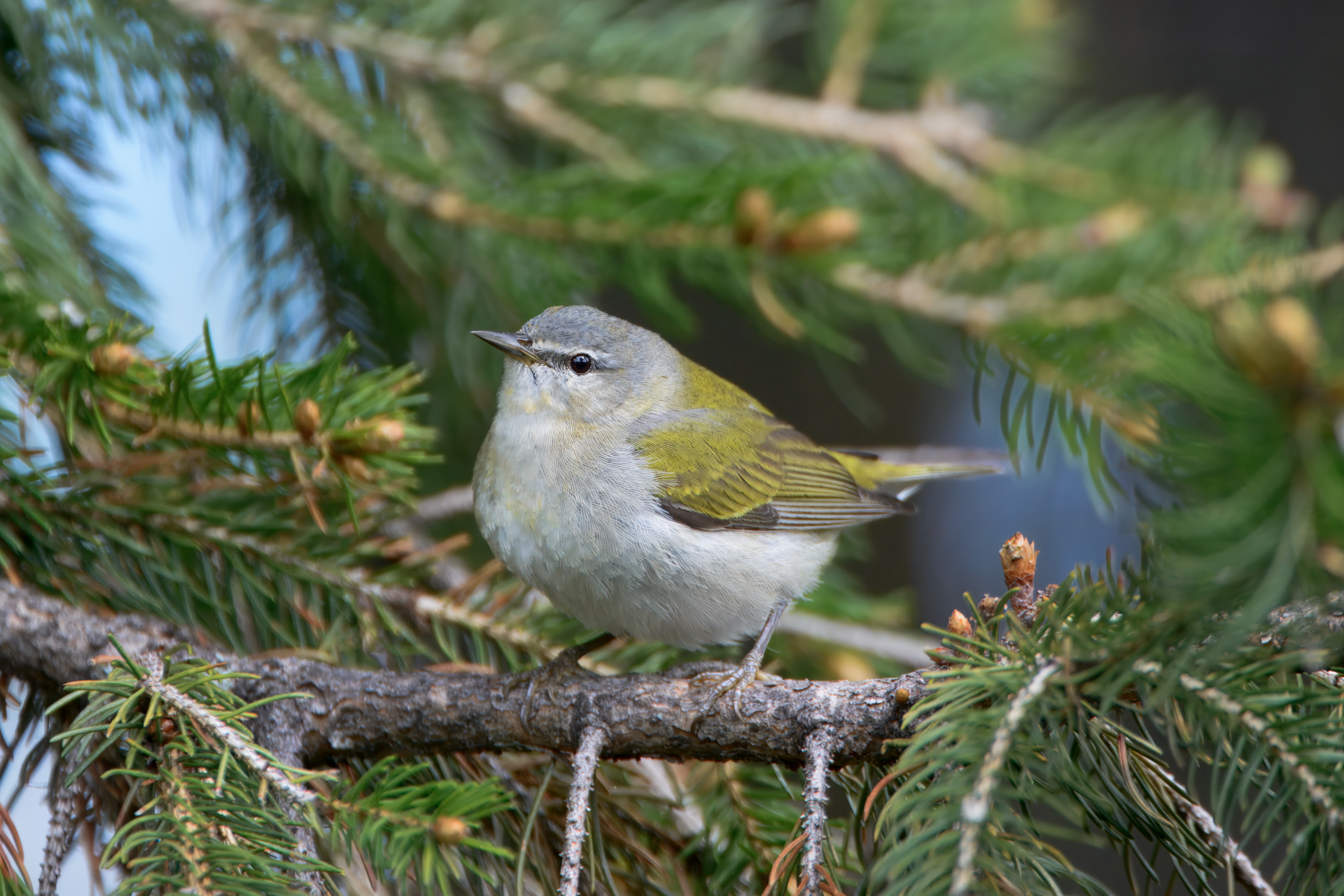 Warbler_Tennessee_049270_2014_05_17_DSC_6214.jpeg