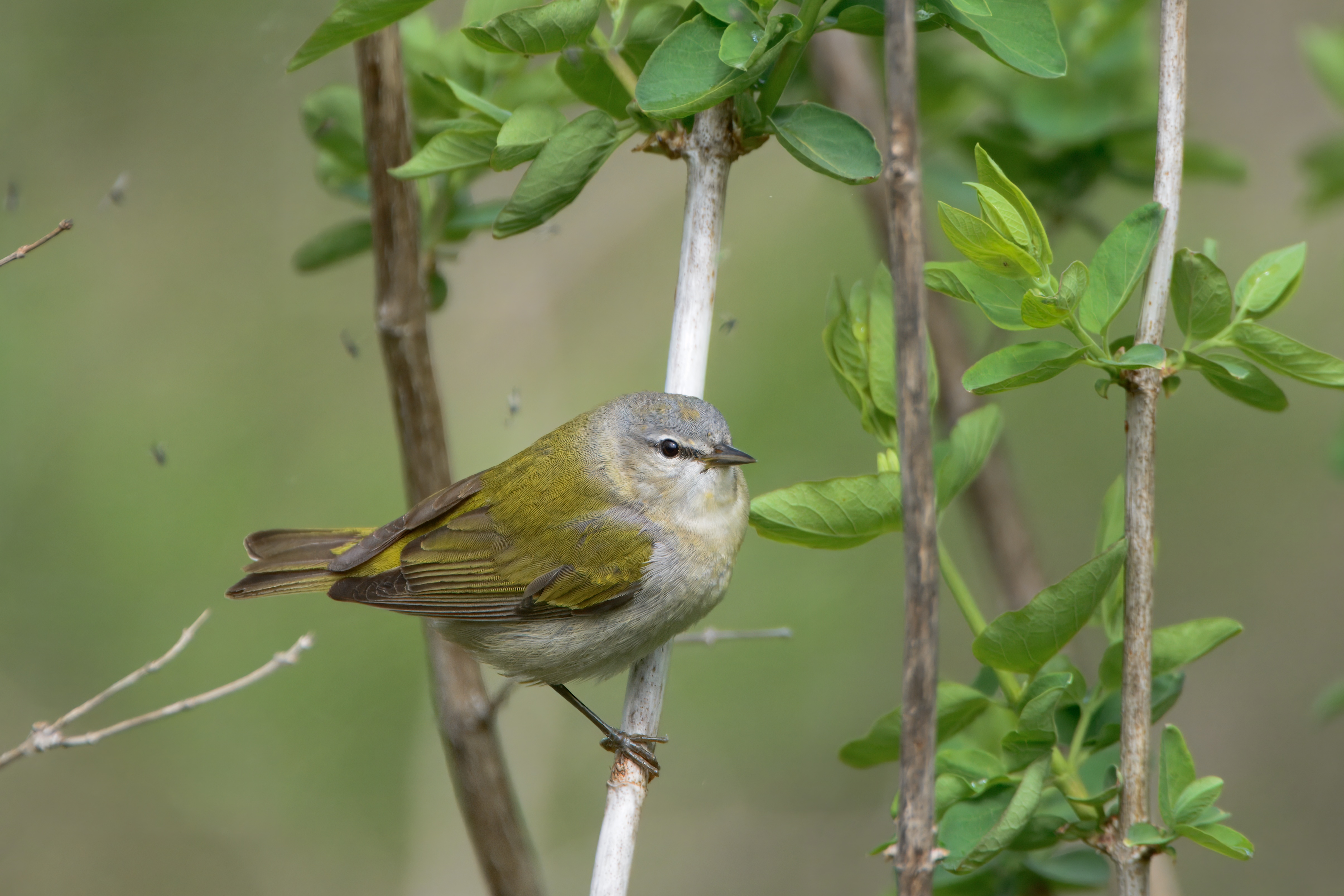 Warbler_Tennessee_049508_2014_05_17_DSC_6453.jpeg