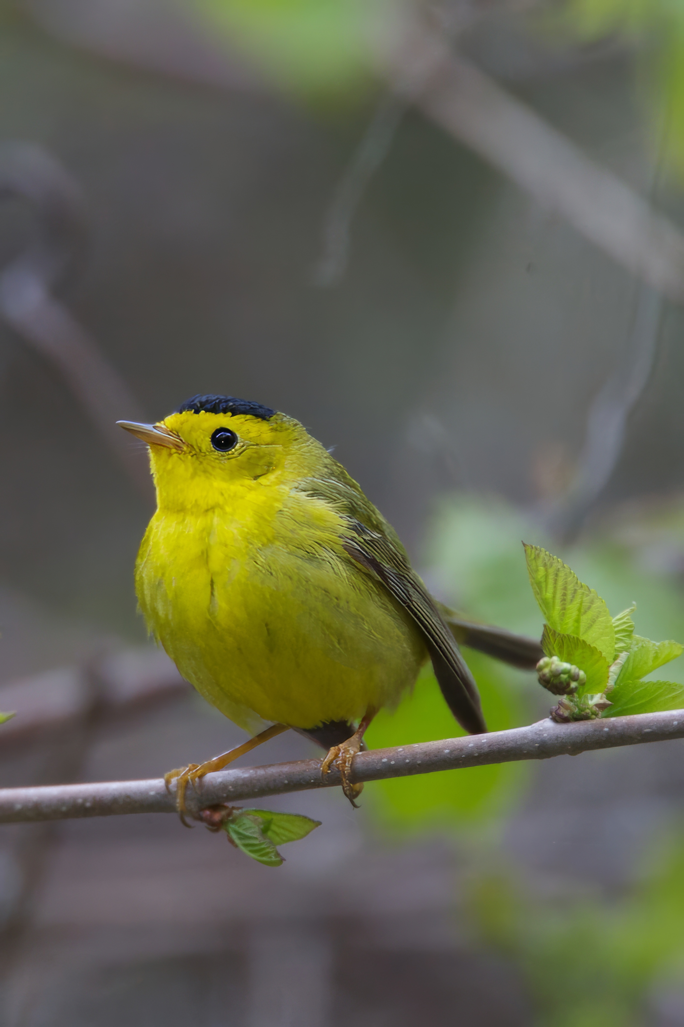 Warbler_Wilsons_20060513_7392.jpeg