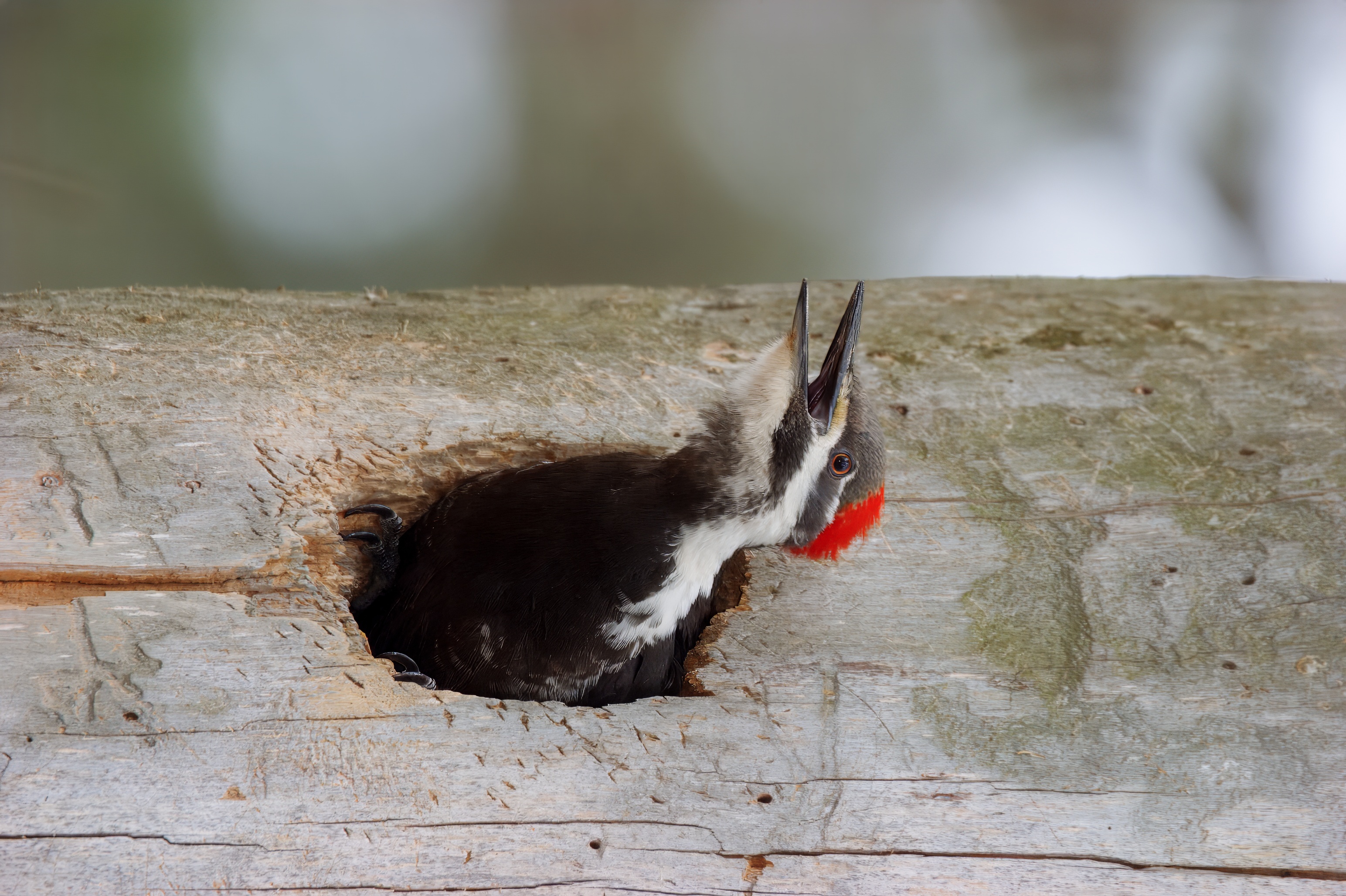 Woodpecker_Pileated_2004_04_24-003809.jpeg