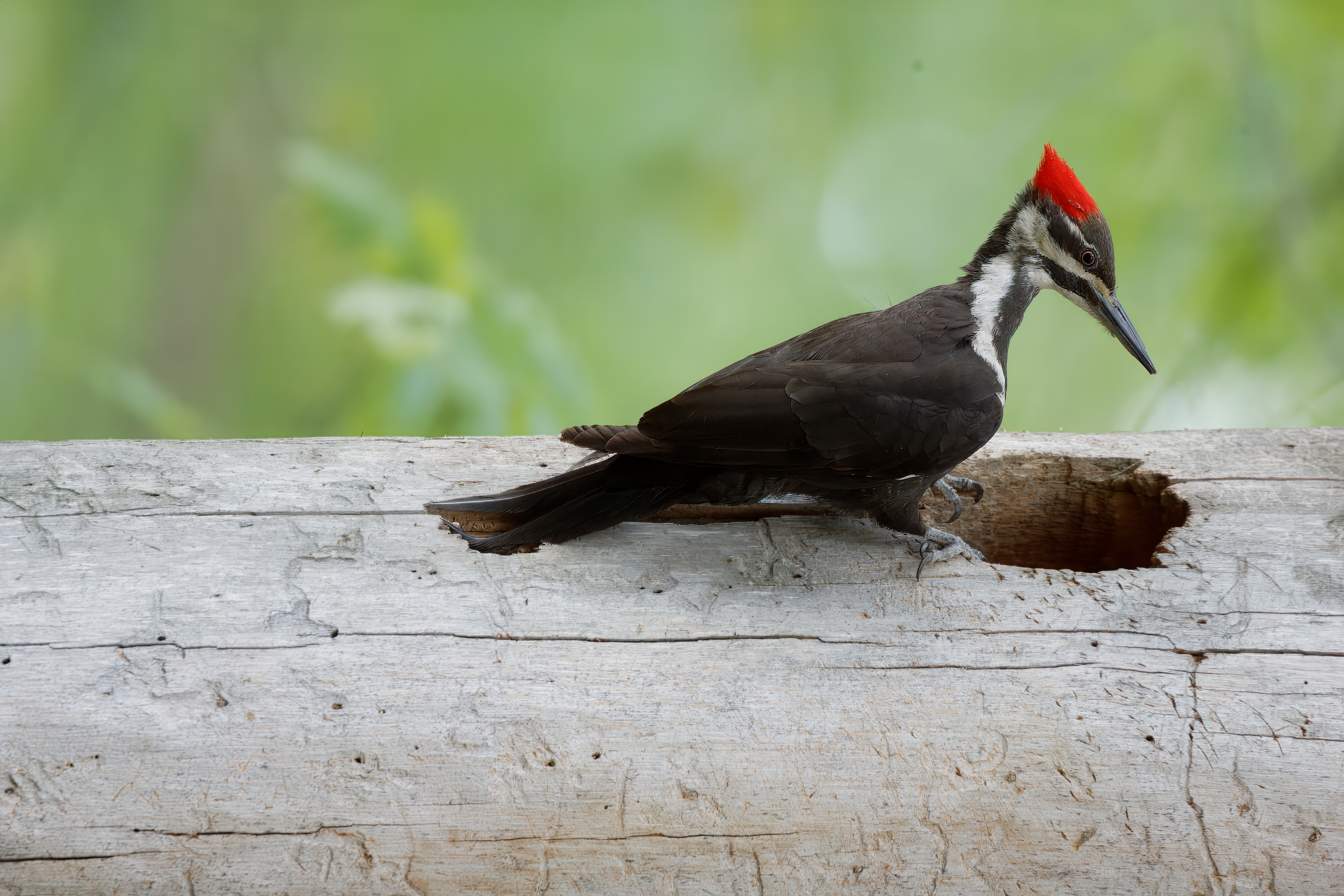 Woodpecker_Pileated_2005_05_20_0355.jpeg