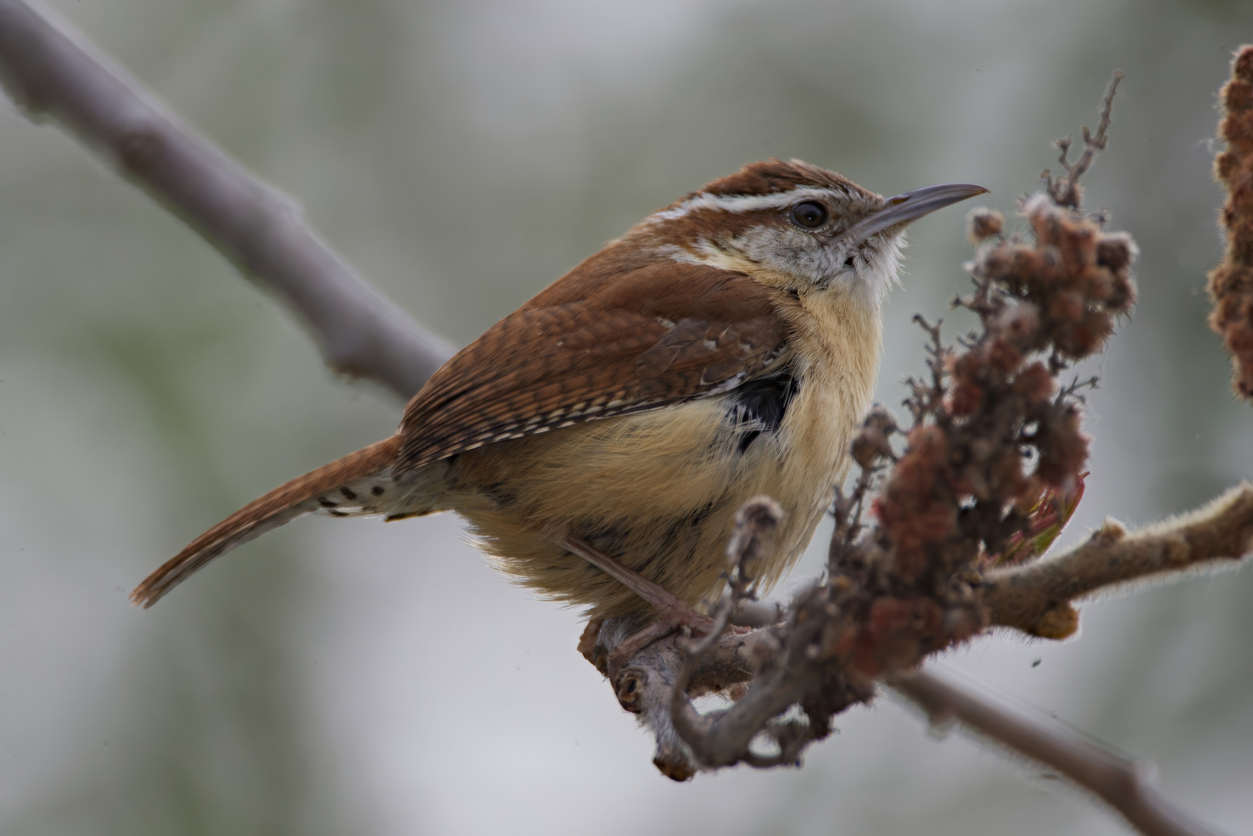 Wren_Carolina_20060510_7017.jpeg