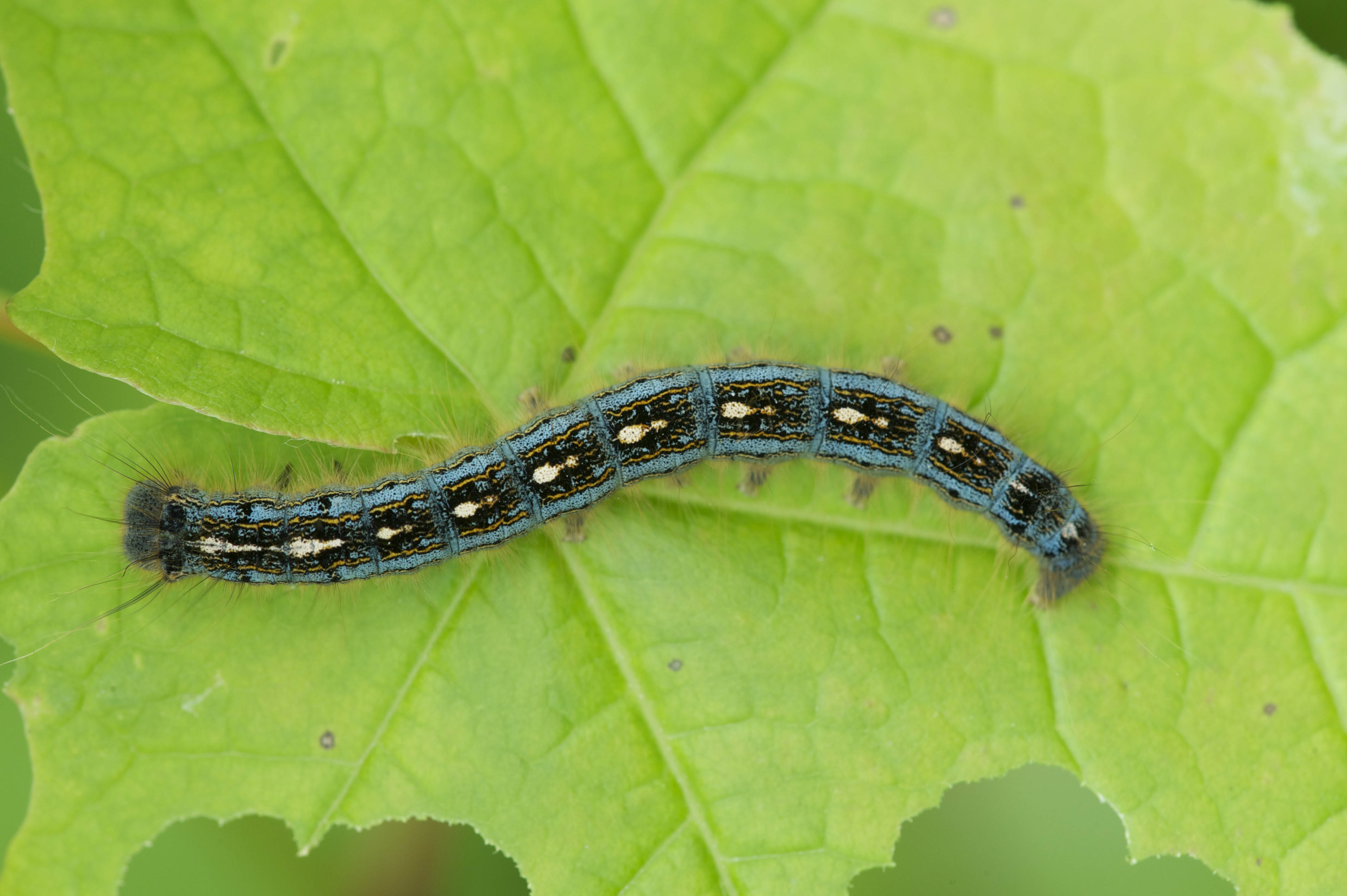 Moth_Caterpillar_Forest_Tent_009307__DSC3331.jpeg
