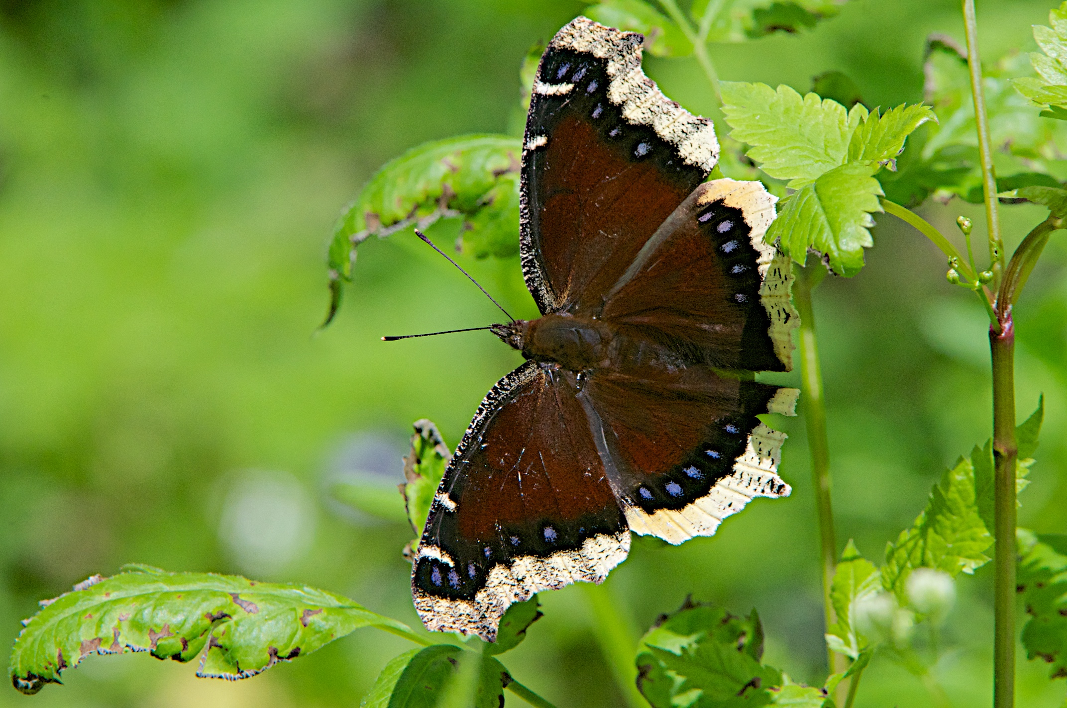 Mourning_Cloak_04265020120505_DSC_2281.jpg