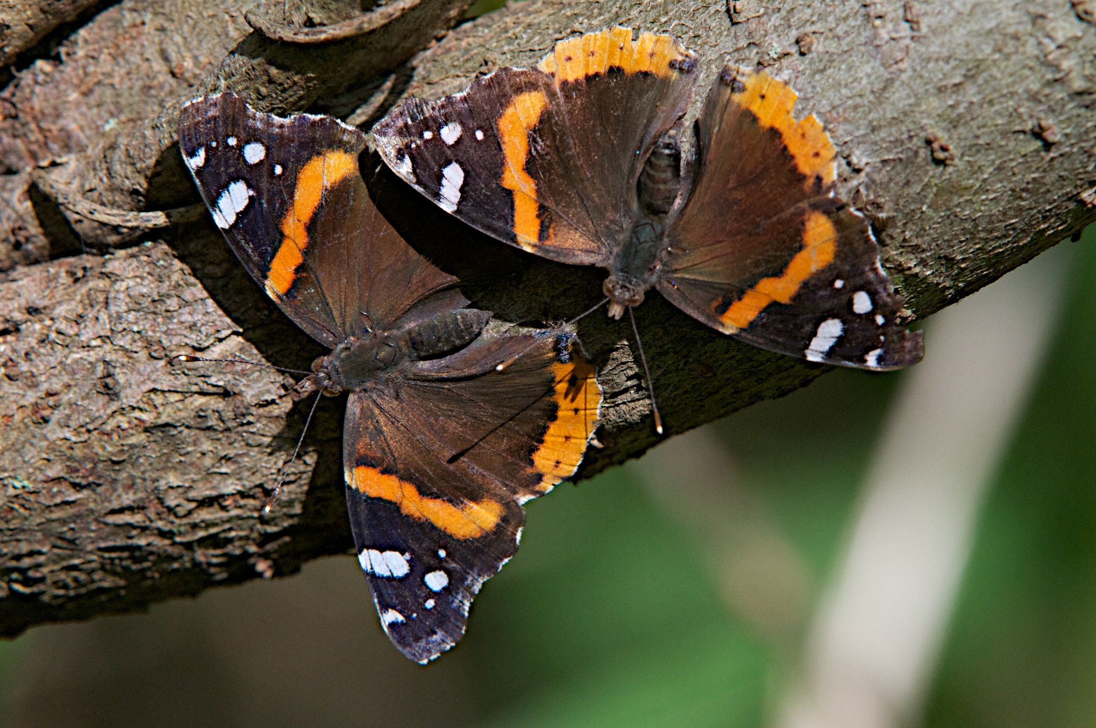Red_Admiral_04222220120505_DSC_1853.jpg