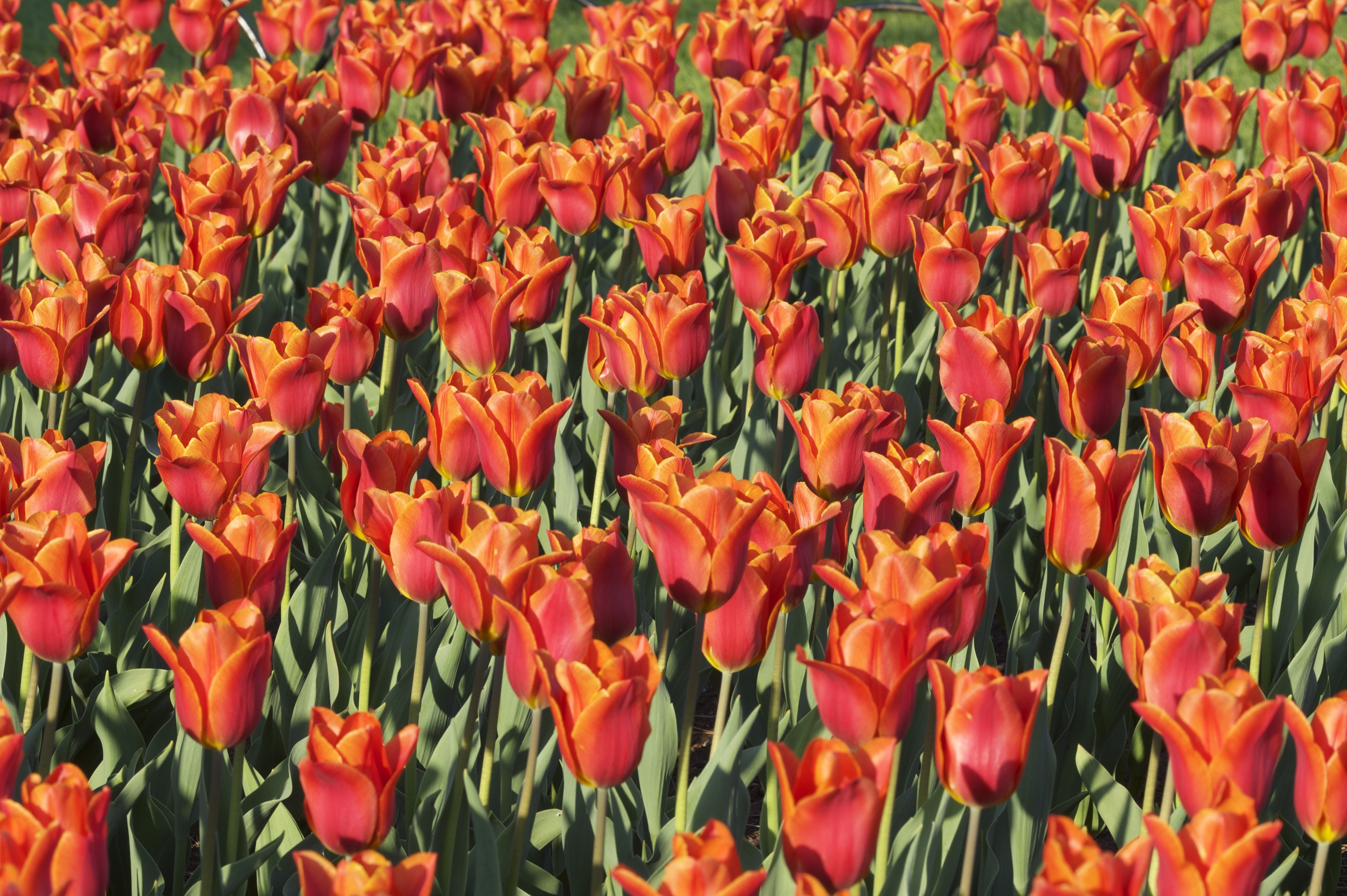 Tulip_Festival_Ottawa_008848__DSC2687.jpeg