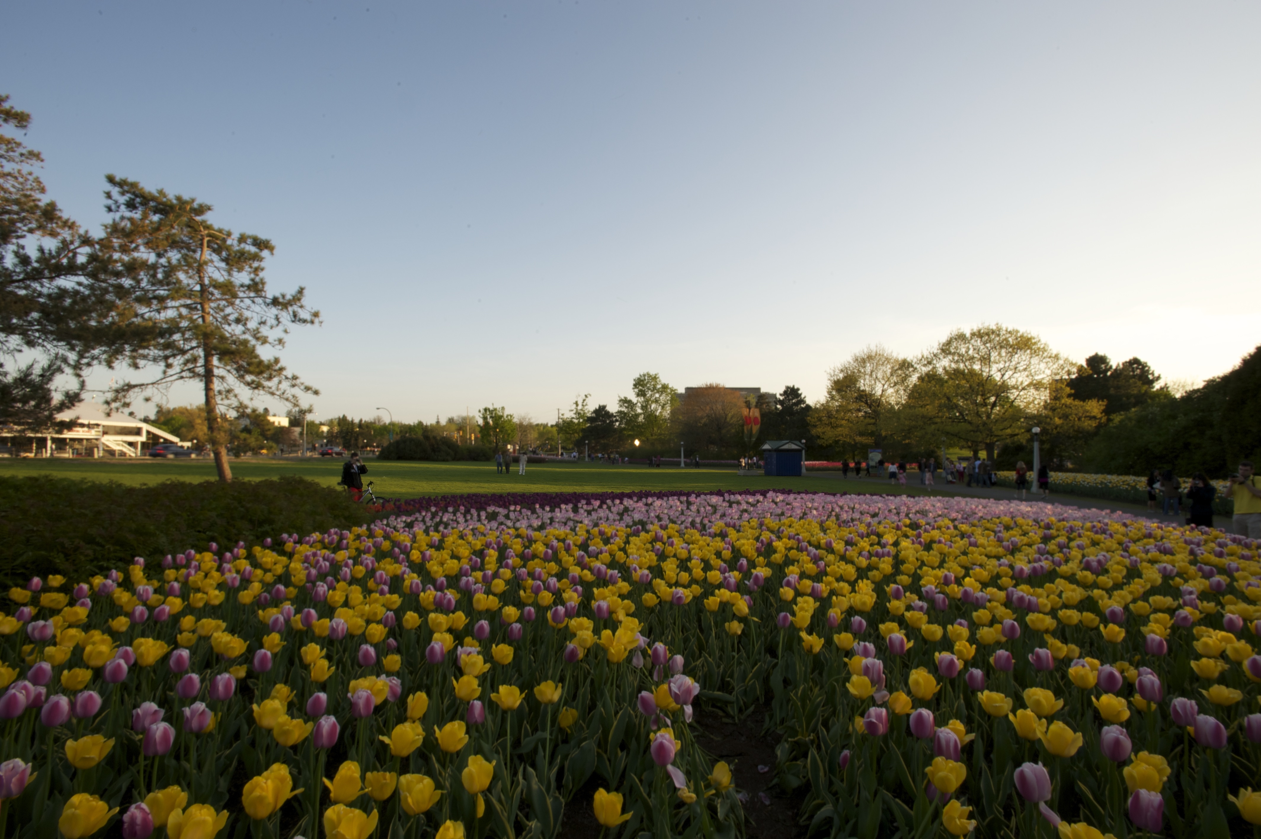 Tulip_Festival_Ottawa_008884__DSC2723.jpeg