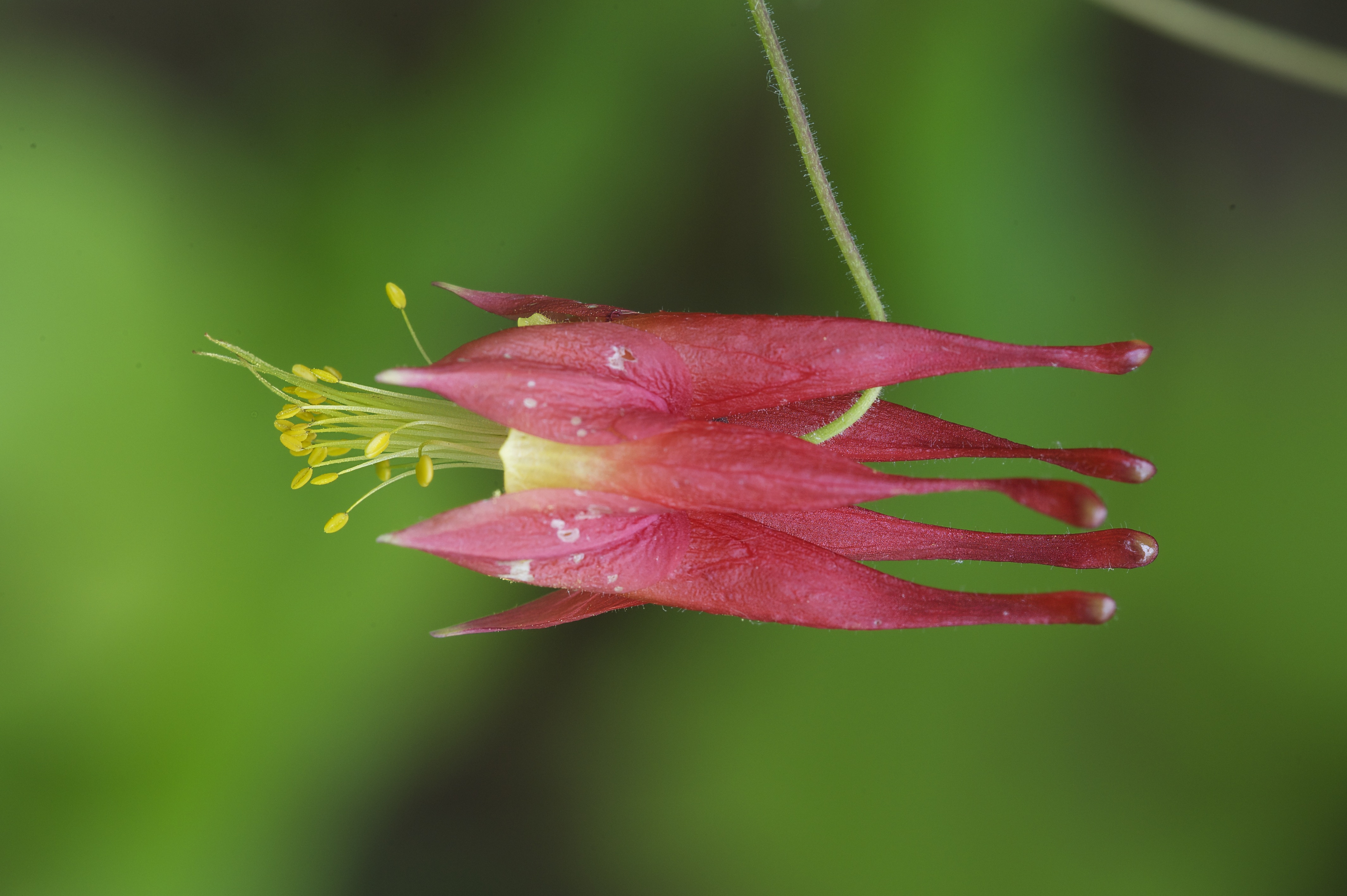 Wild_Columbine_009301__DSC3325.jpeg