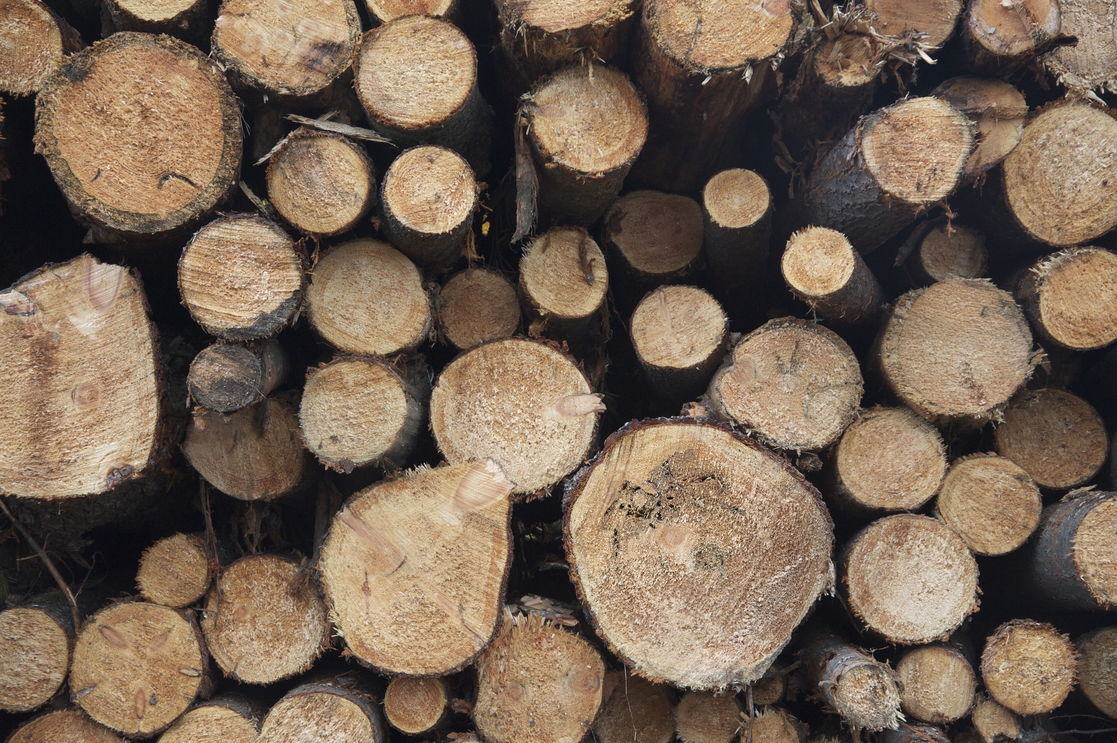 Logging_011541__DSC0145.jpeg