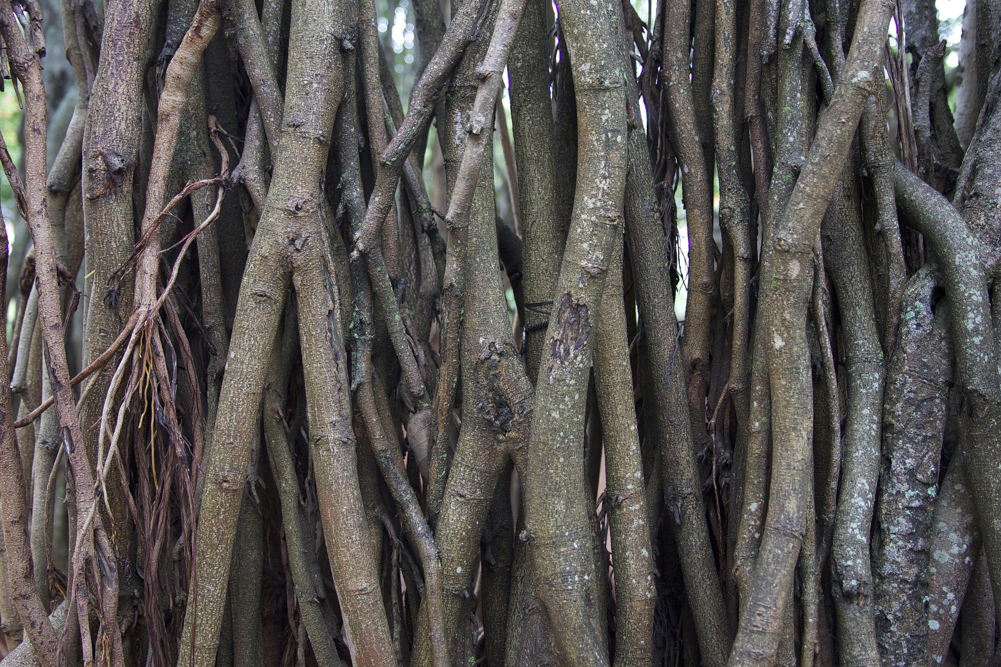 Tree_Banyan__J1U1274.jpeg