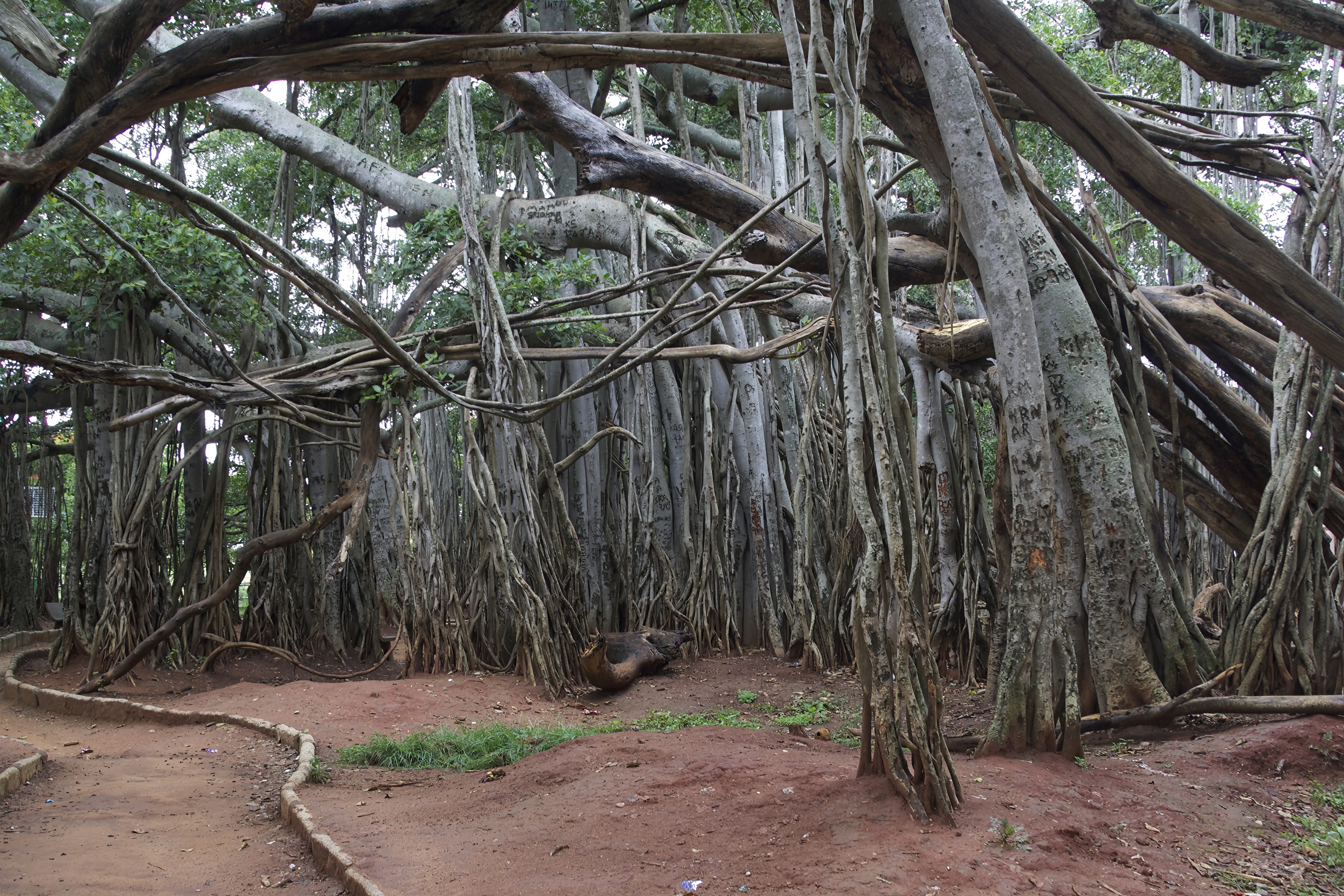 Tree_Banyan__J1U1276.jpeg